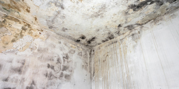 Rehabilitación y Restauración de Fachadas Belver de Cinca · Pintura Antihumedad / Antimoho para Humedades / Moho